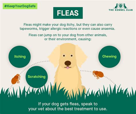 can dogs catch fleas in las vegas.